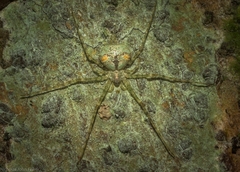 Tamopsis tweedensis