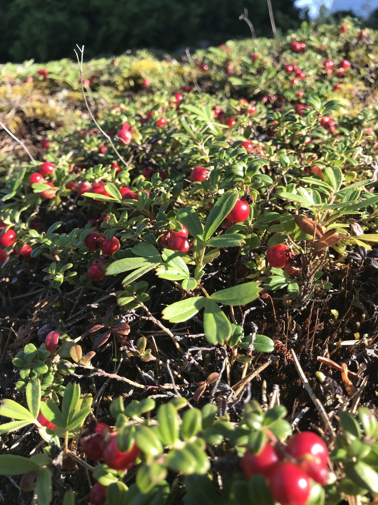 Lingonberry from Lac SaintJean, SaintHenrideTaillon, QC, CA on