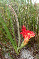 Babiana ringens australis