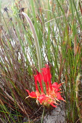 Babiana ringens australis