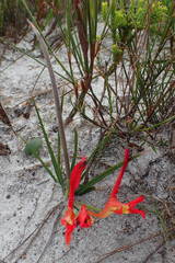 Babiana ringens australis