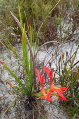 Babiana ringens australis