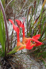 Babiana ringens australis
