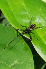Brentinae