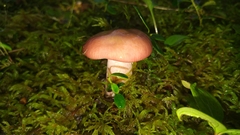 Russula bicolor