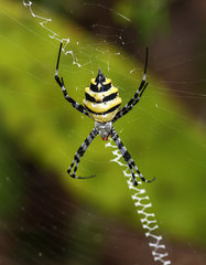 Argiope coquereli