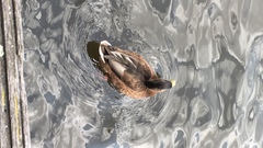 Anas platyrhynchos