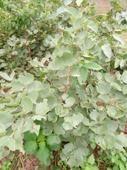 Piliostigma reticulatum