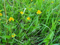 Acmella oppositifolia