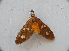 Dysauxes famula
