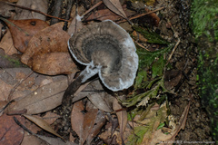 Sanguinoderma rugosum