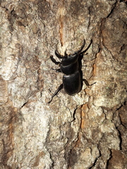 Serrognathus consentaneus