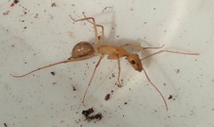 Camponotus mystaceus