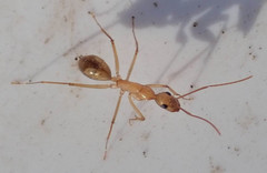 Camponotus mystaceus