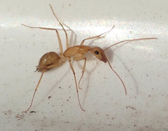 Camponotus mystaceus