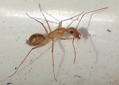 Camponotus mystaceus