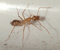 Camponotus mystaceus