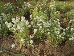 Lobularia maritima