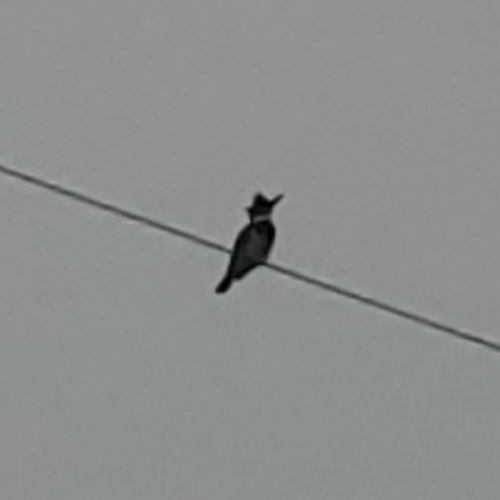 Belted Kingfisher photographed in Indiana