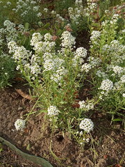 Lobularia maritima