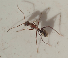 Camponotus vestitus