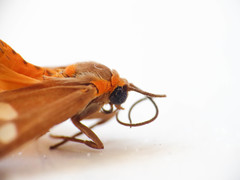 Dysauxes famula