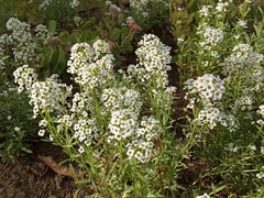 Lobularia maritima