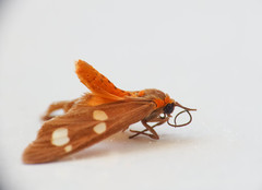 Dysauxes famula