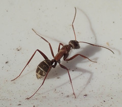 Camponotus vestitus