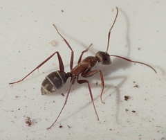 Camponotus vestitus