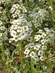 Lobularia maritima