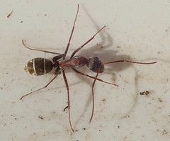 Camponotus vestitus