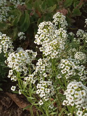 Lobularia maritima