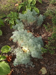 Artemisia