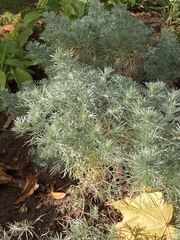 Artemisia