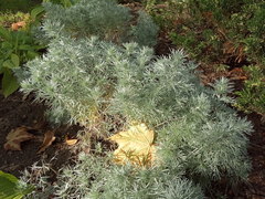 Artemisia