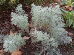 Artemisia