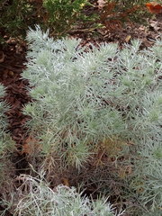 Artemisia