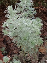 Artemisia