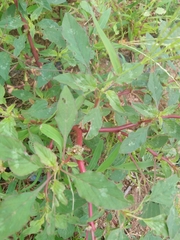 Amaranthus fimbriatus