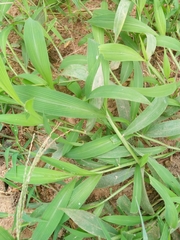 Setaria barbata