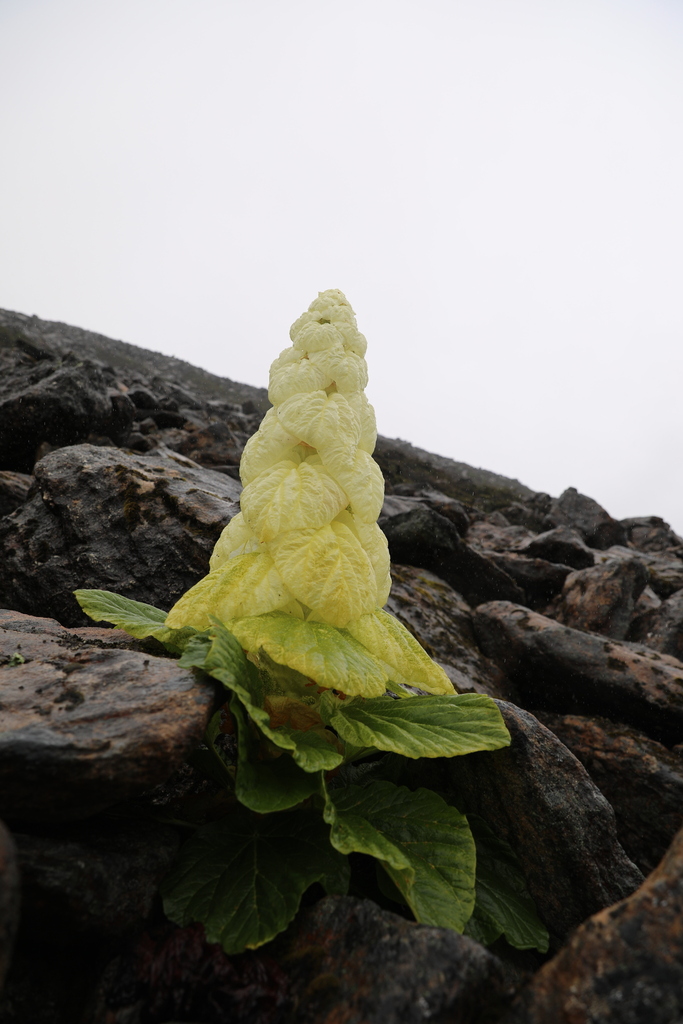 Sikkim rhubarb (Rheum nobile)  iNaturalist