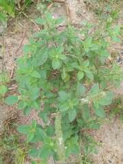 Ocimum americanum