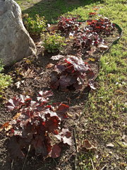 Heuchera