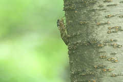 Graptopsaltria nigrofuscata