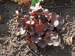 Heuchera