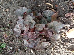 Heuchera
