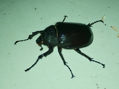 Megasoma
