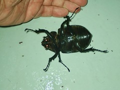 Megasoma