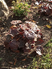 Heuchera